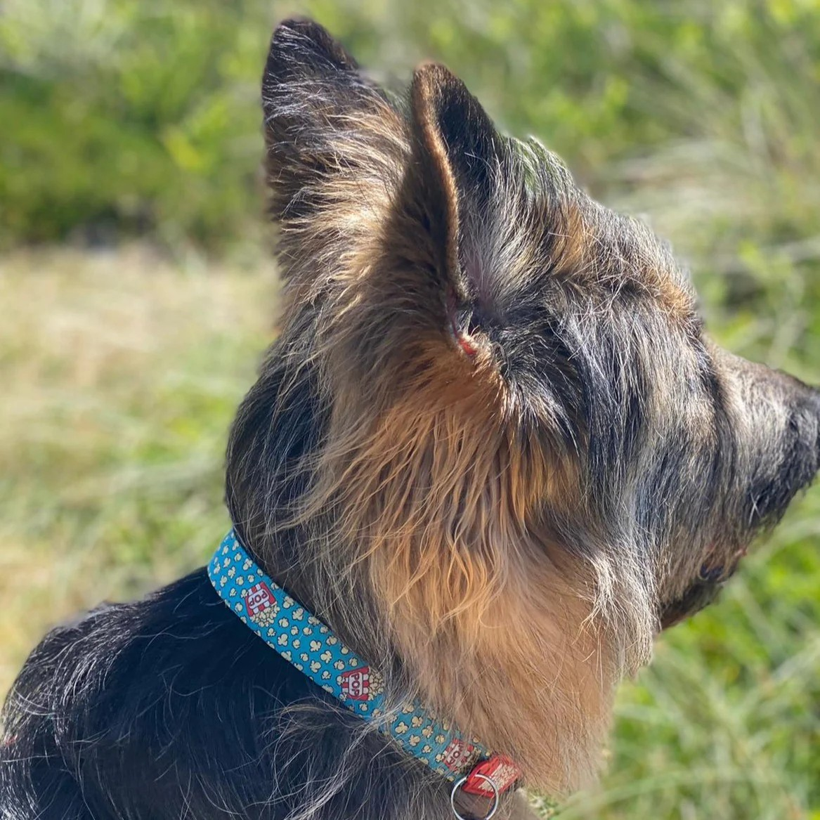 Smart ID Collar